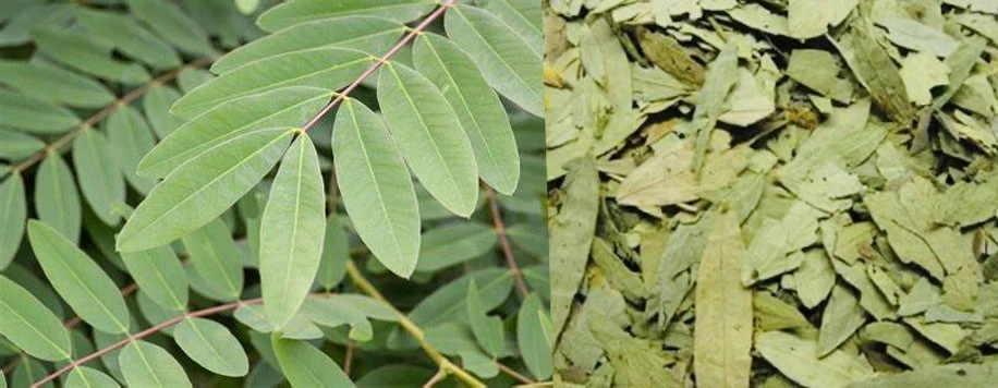 Senna Leaf Extract2 Senna Leaf Extract2