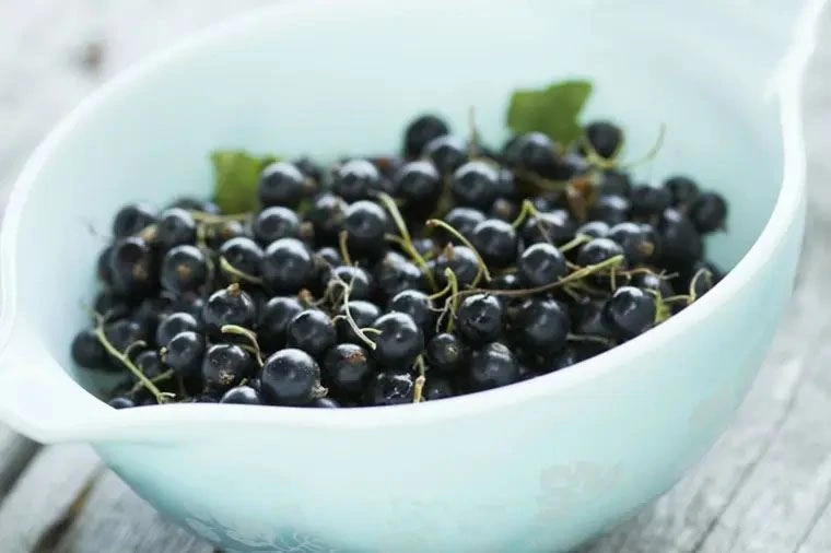 blackcurrant