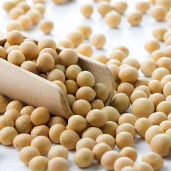 soybean extract powder